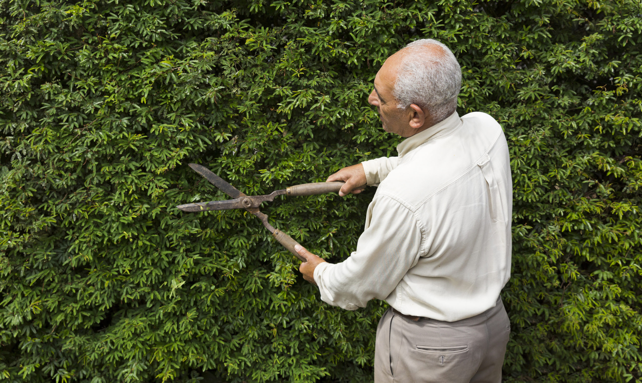 senior-man-gardener-cutting-a-hedge
