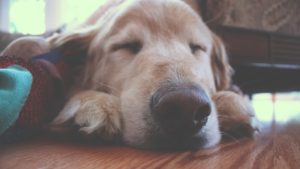 pet-therapy-1-1